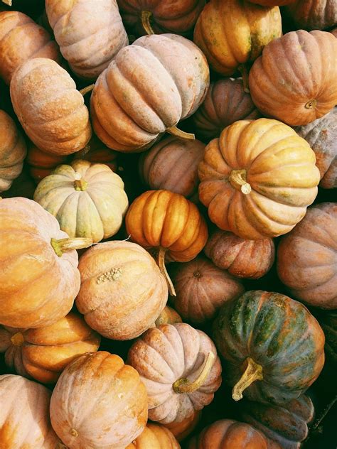 500+ Pumpkin Pictures [HD] | Download Free Images on Unsplash