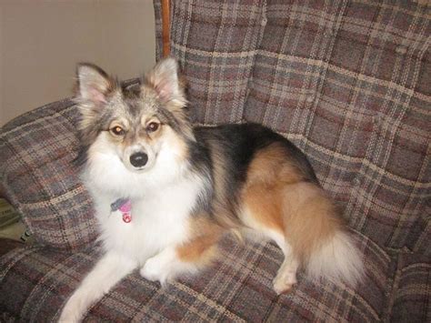 Poshie (Pomeranian X Sheltie Mix) Info, Temperament, Training, Puppies ...