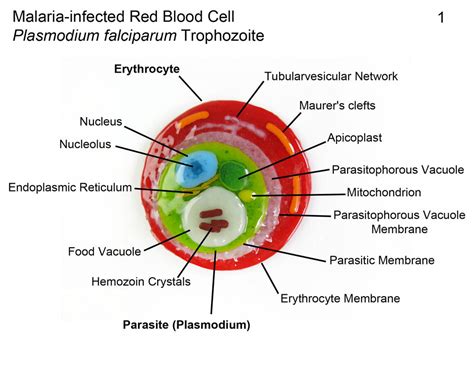 Plasmodium 1 Malaria infected Red Blood Cell Glass by trilobiteglassworks on DeviantArt