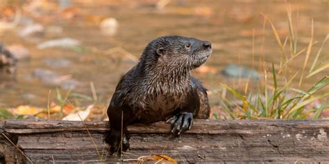 Otter attack injures 3 women on Montana river, requiring airlift - Mr-Mehra