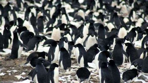 Large, previously unknown penguin colony discovered through satellite