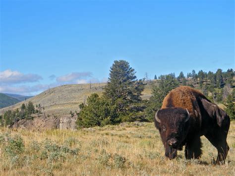 Large bison: Yellowstone River Picnic Area Trail, Yellowstone National ...