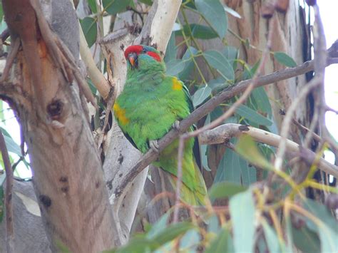 Musk Lorikeet | A Lone Wolf's Nature Sightings Wiki | Fandom