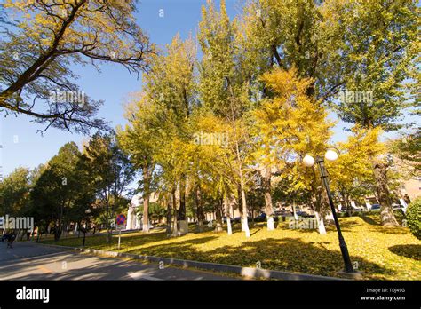 china agricultural university Stock Photo - Alamy