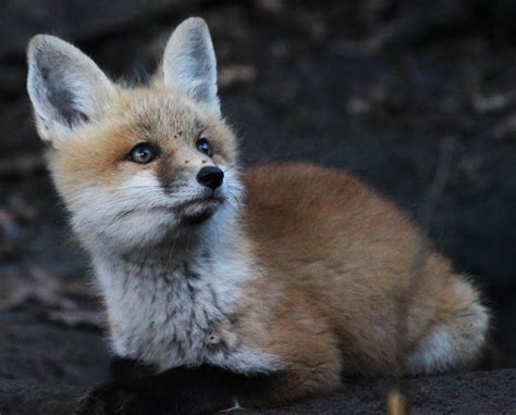 All of Nature: Baby Red Foxes at Springbrook