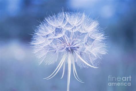 Dandelion In Blue Photograph by Delphimages Available as wall art, prints, canvas, home decor ...