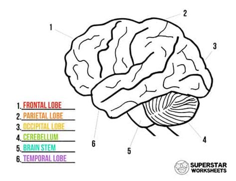 Human Brain Worksheets - Superstar Worksheets