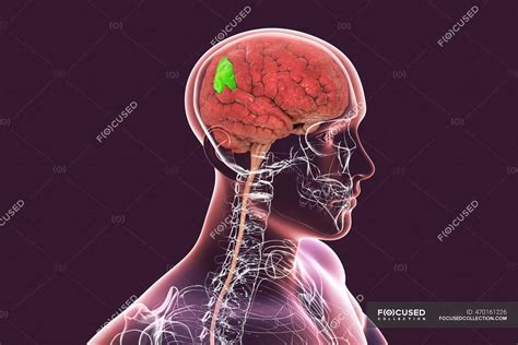 Human brain with highlighted supramarginal gyrus, computer illustration ...