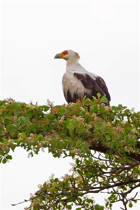 Tanzania & Zanzibar: Palm-nut Vulture