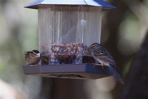 Canyon Lake Birds – Feb. 2021 | David DeMartini actual