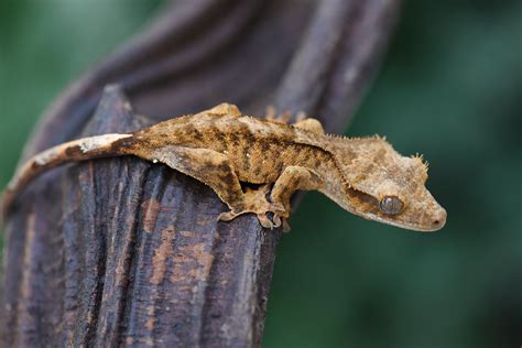 Super Tiger Crested Gecko For Sale | Fringemorphs