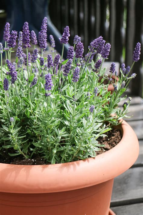 Growing Lavender in Pots Year Round - The tips You need!