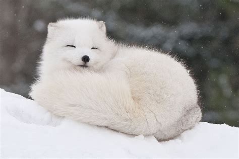 Arctic Fox | Cute animals, Albino animals, Arctic animals