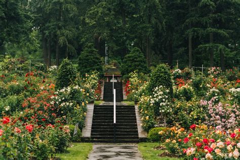 Local’s Guide to the PORTLAND ROSE GARDEN (& Advice)