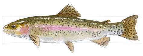 How to Draw a Trout: step-by-step • John Muir Laws