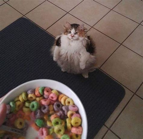 Cats Wanting Fruit Loops | Know Your Meme