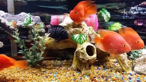 Blood parrot cichlid and tank mates - YouTube