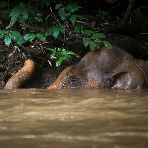 Sophie in the river at the Mondulkiri Project elephant sanctuary. Photo ...