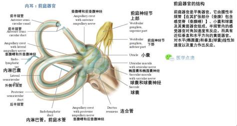 影像解剖丨外耳、中耳、内耳解剖_感觉神经