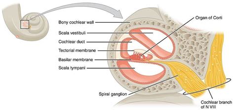 Know Your Brain: Cochlea