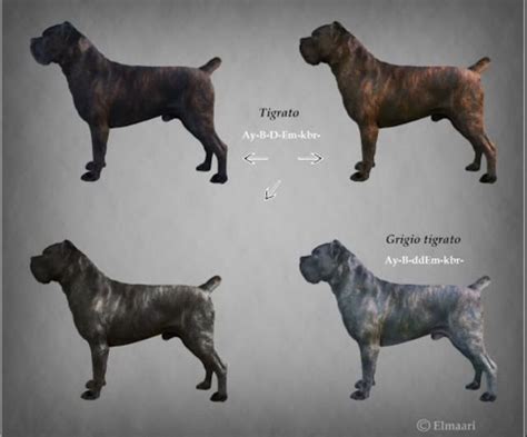 Cane Corso Breeders, Cane Corso Puppies, Cane Corso Dog, Brindle Cane Corso, Cane Corso Mastiff ...