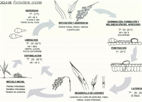 Pyricularia oryzae en arroz – www.tecnicoagricola.es