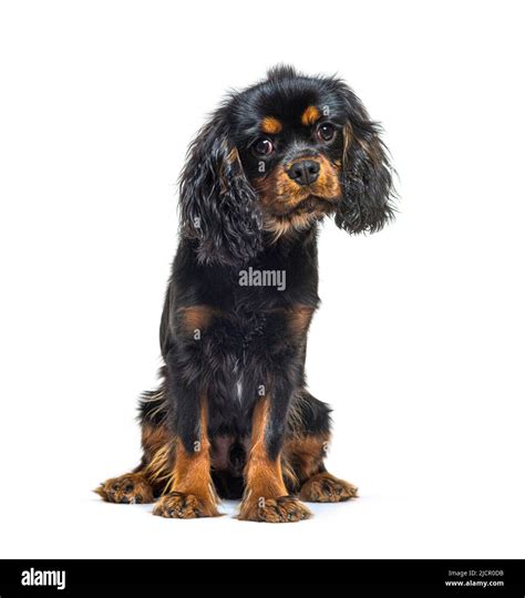 Black and tan Young Cavalier King Charles Spaniel sitting, isolated on ...