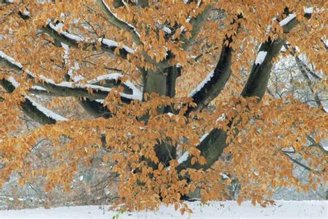 Fagus grandifolia (American Beech)