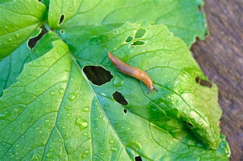 How To Rid Garden Of Slugs | Fasci Garden