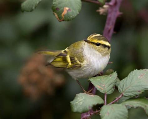 Birdwatching: Autumn Migration – Field Studies Council