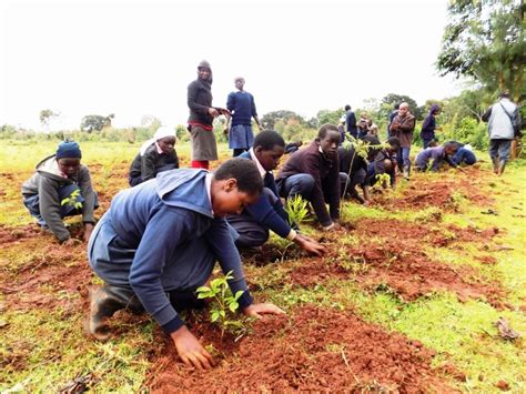 Restore degraded areas of Mount Kenya forest - GlobalGiving