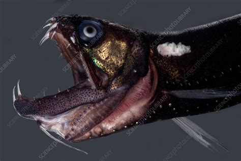 Dragonfish Mouth - Stock Image - C017/5345 - Science Photo Library