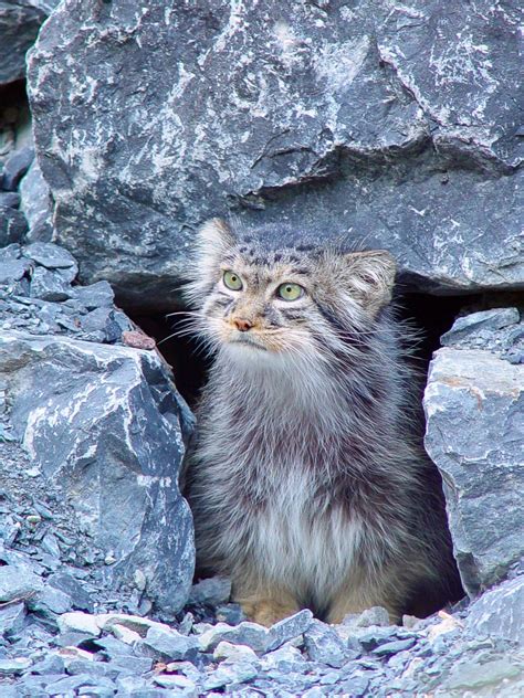 Pallas's Cat or Manul: Facts, Toxoplasmosis, and Conservation - Owlcation