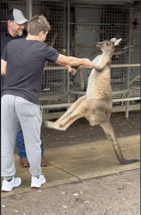 Kangaroo Boxing A Man