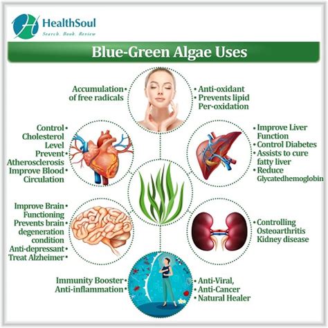 Blue Green algae benefits - Healthsoul