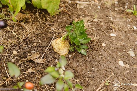 Celeriac: growing, harvesting and uses - Plantura