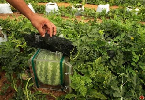 Square Watermelon Farming In Japan | Funotic.com