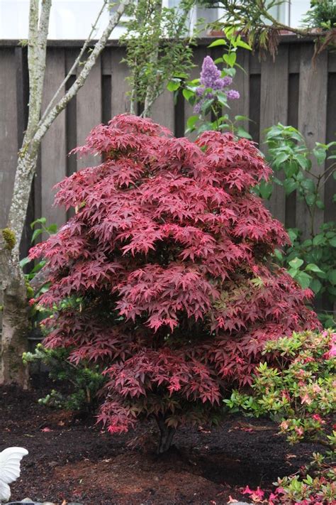 Dwarf japanese maple varieties - booypc