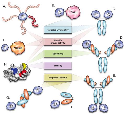 Antibodies | Free Full-Text | Molecular Engineering of Therapeutic Cytokines