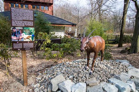 Zoo Ostrava’s New Saola Sculpture – The Saola Working Group