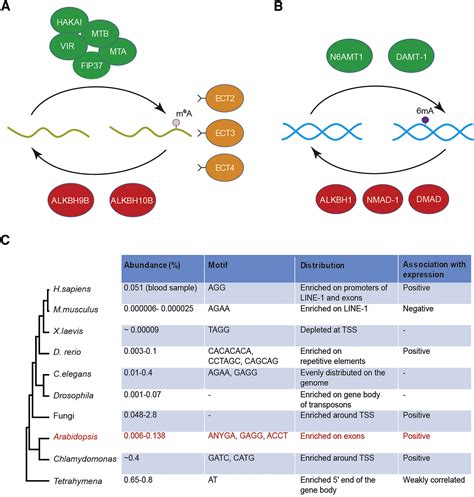 Adenine Methylation: New Epigenetic Marker of DNA and mRNA: Molecular Plant