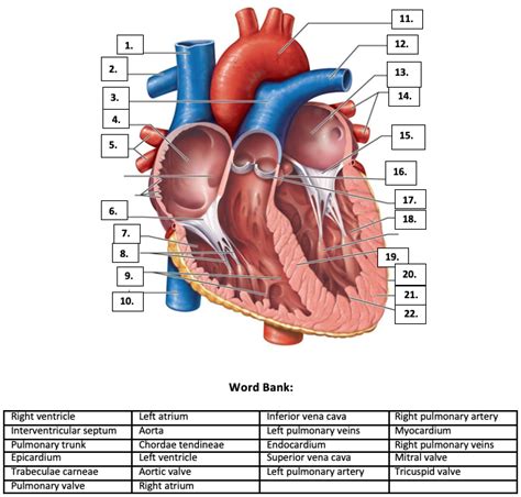 Human Anatomy Heart Quiz