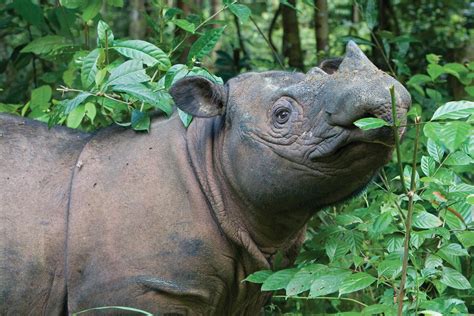 Lessons Learned From Sumatran Rhino Conservation Breeding ...