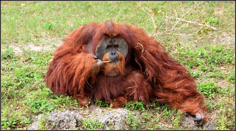 SUMATRAN ORANGUTAN | REGION- ASIA, Male Sumatran orangutans … | Flickr
