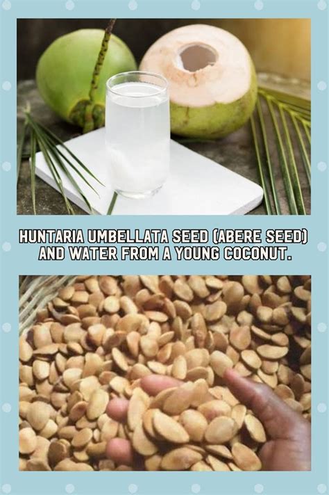 HUNTARIA UMBELLATA SEEDS (ABERE SEEDS) AND WATER FROM A YOUNG COCONUT ...