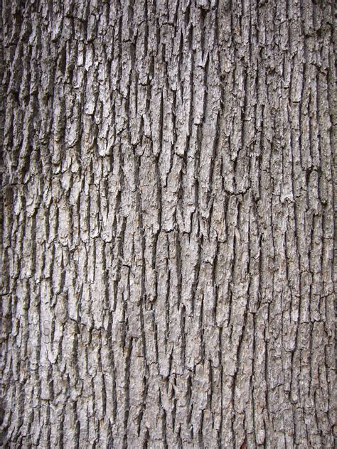 Free photo: Wood bark - Bark, Oak, Texture - Free Download - Jooinn