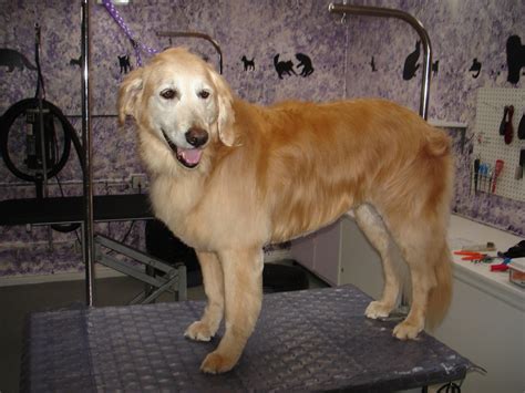 Famous Trimming Golden Retriever Ear Hair References - Greened