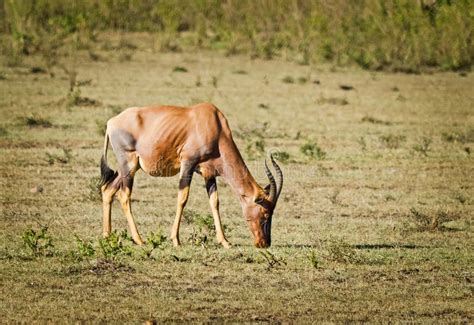 African Antelope. Wildlife Savanna In Africa Stock Photo - Image of antelope, falls: 135077160