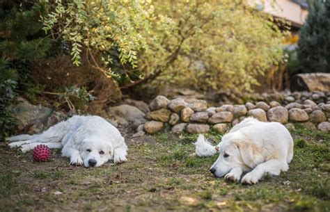 Polish Tatra Sheepdog - A-Z Animals