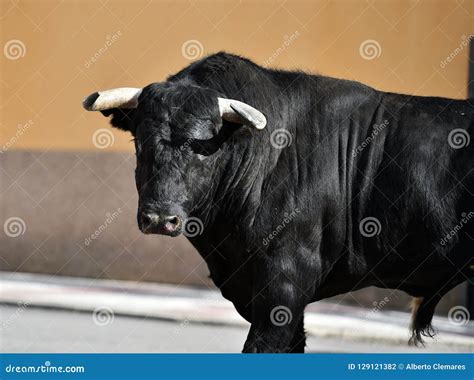 Bull in Spain Running in Bullring Stock Photo - Image of wildlife, farm: 129121382